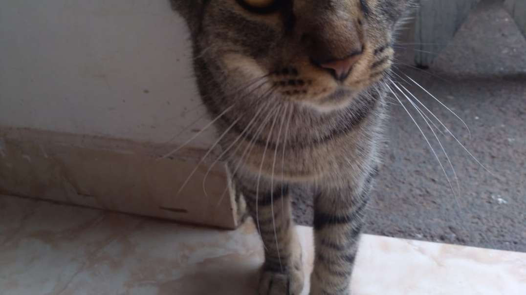 Gatinho Tomando agua Na Torneira