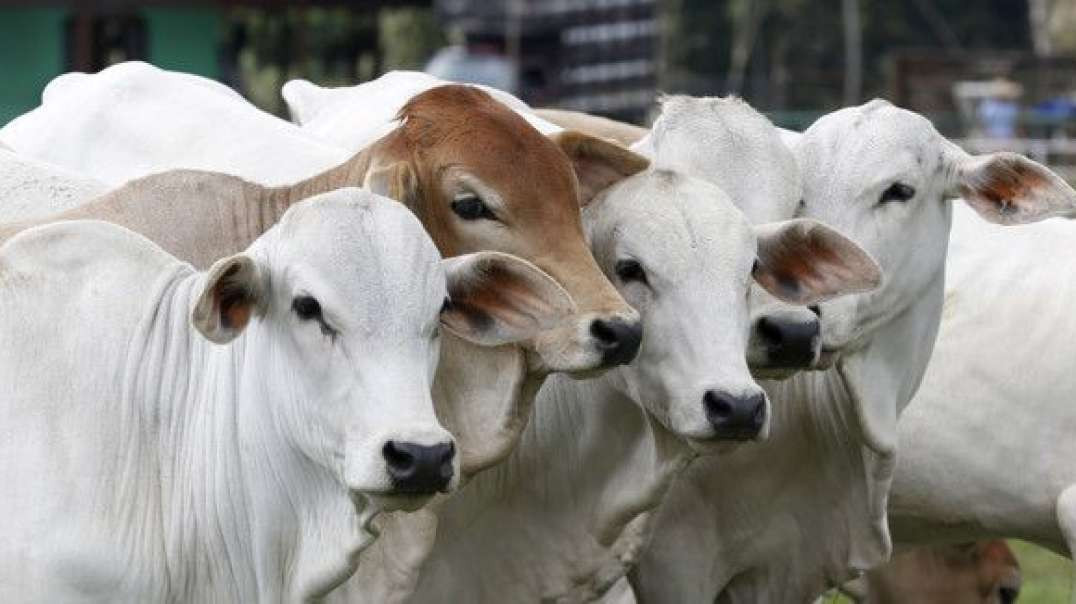 A simplicidade da vida no campo, Sons da natureza, Sons da fazenda,  Estilo de vida