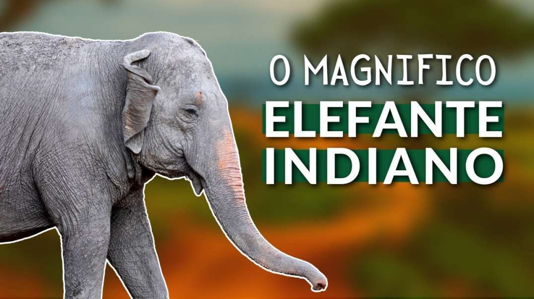 Elefante