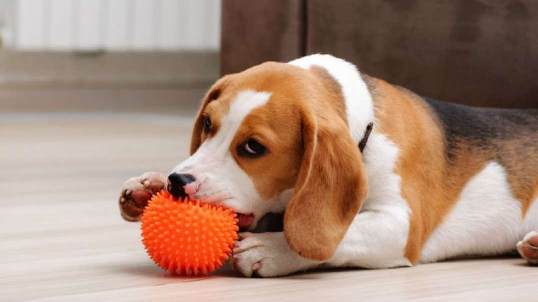 Cachorro Brincando em Casa