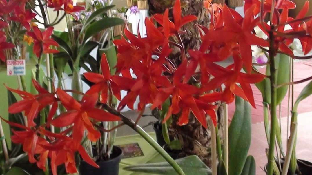 Feira da orquídea, Campo Grande (MS).