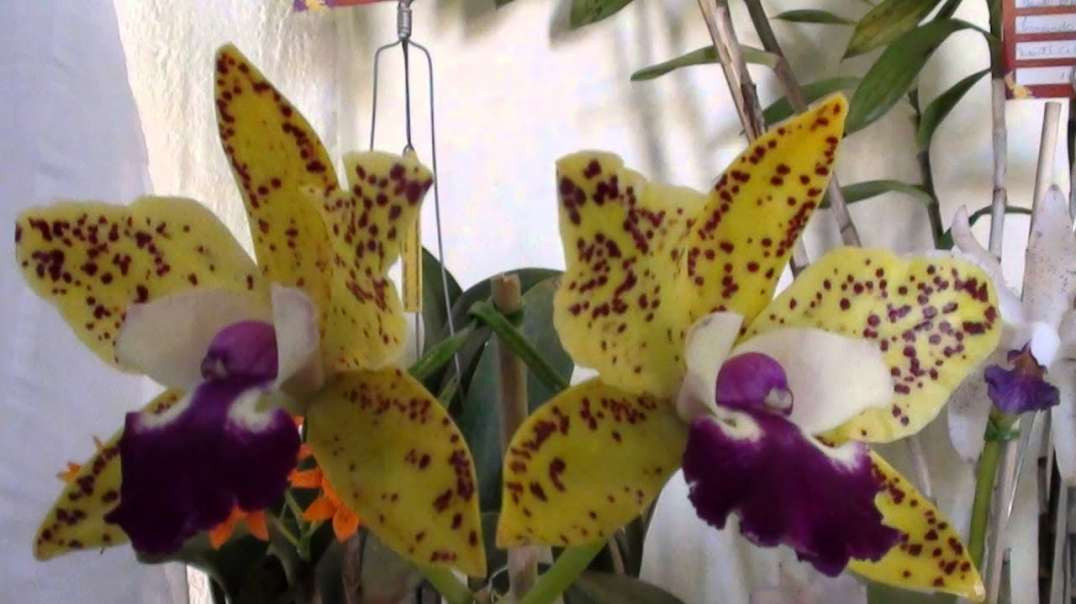 Feira da orquídea, Agosto, Campo Grande