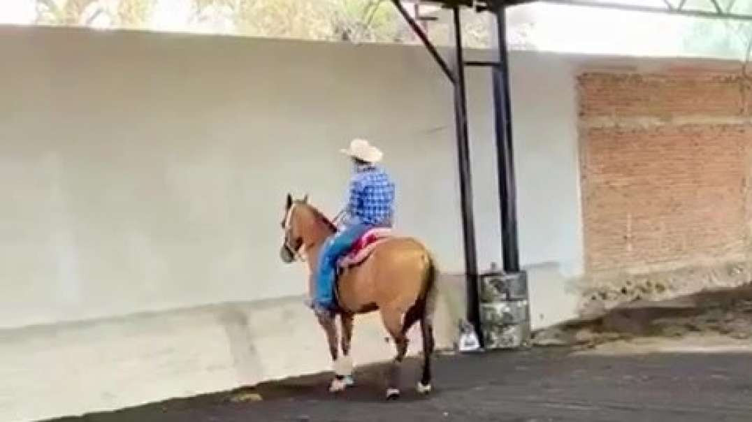 Cavalo Bom De Breque