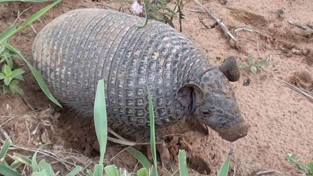 Três espécies diferentes de tatu,  TATU-PEBA,TATU-DE-RABO-MOLE, TATU GALINHA