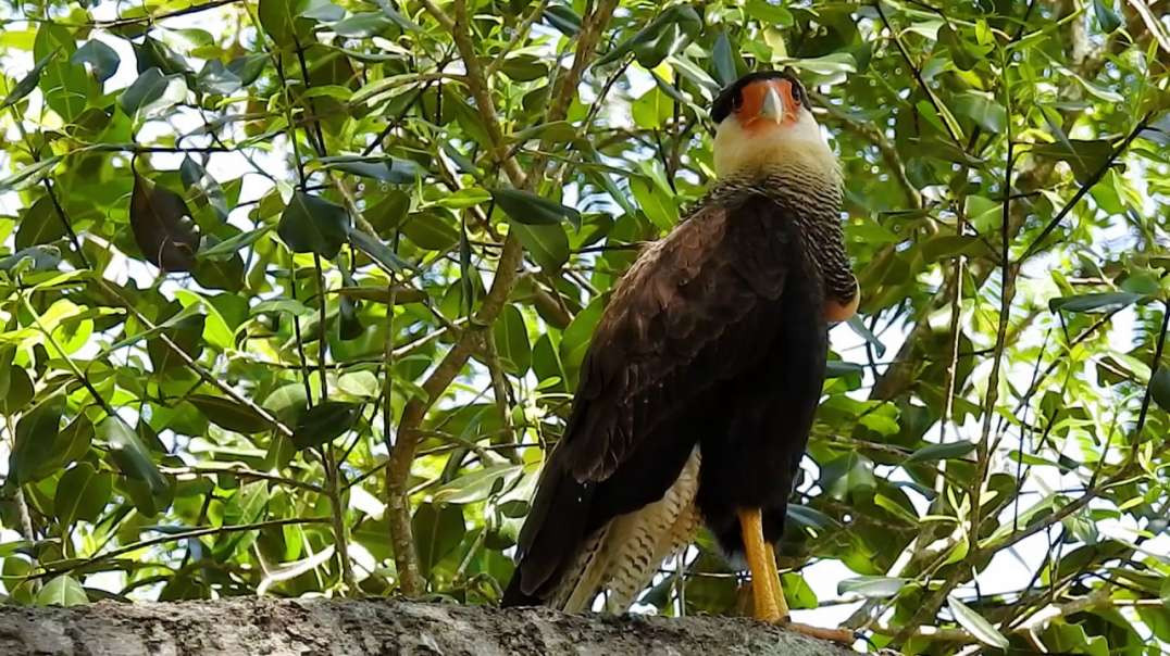 Caracará de papo cheio, Carancho, Caracara plancus, Southern Caracara