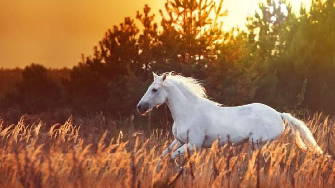 Cavalo ! Mal Derruba Outro Com Coise