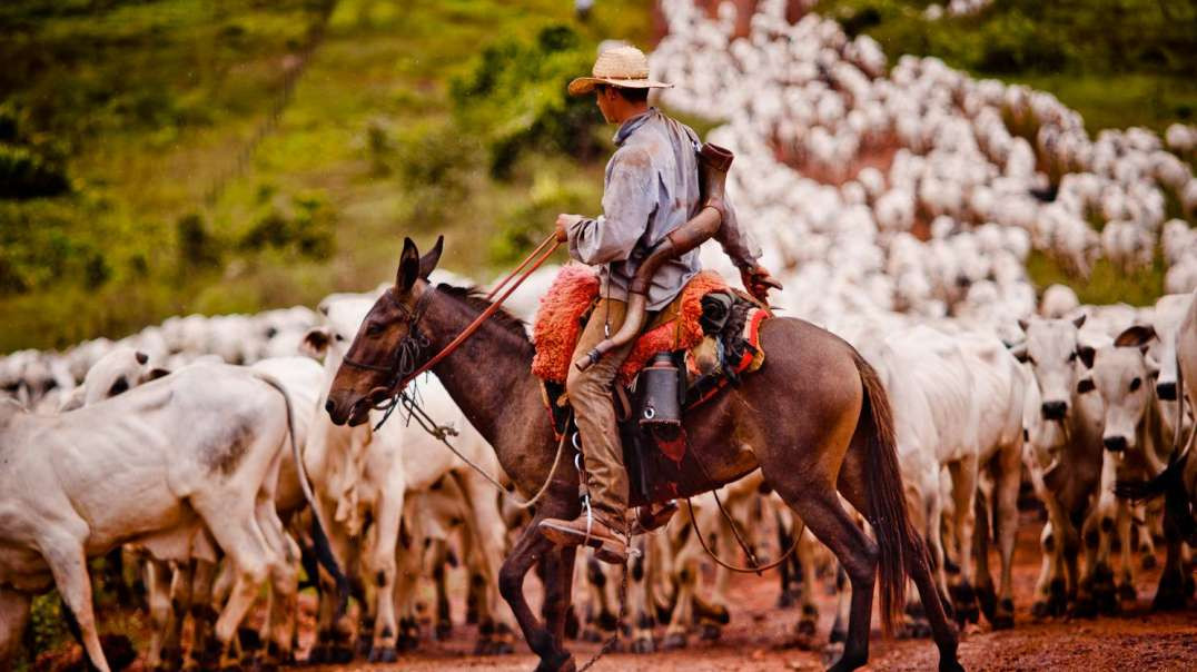 Tocando Boiada ! Mato Grosso Do Sul