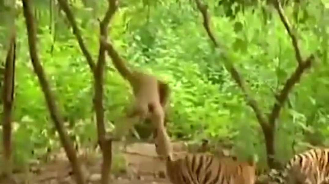 Macaco ! Puxando o Rabo Da Onça