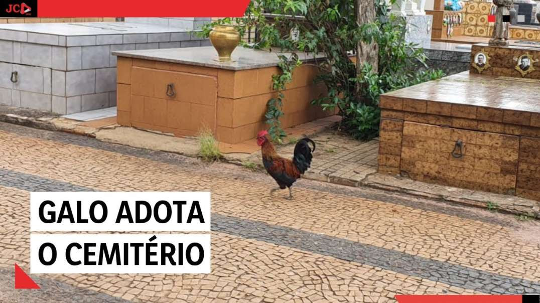 Galo que adotou o cemitério como casa fica famoso e vira polêmica em Rio Claro