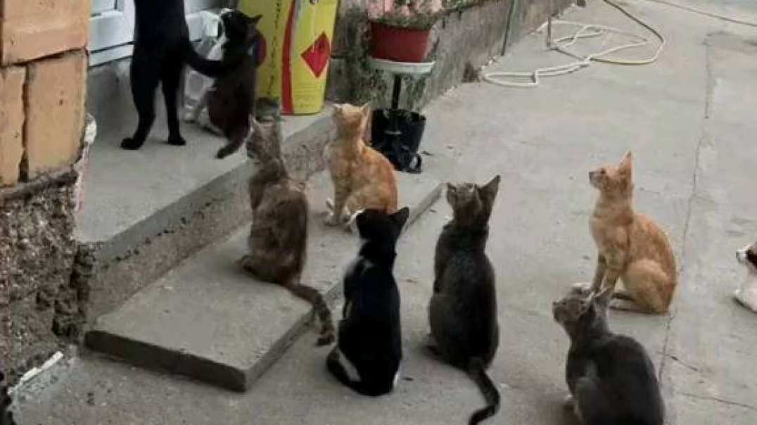 Gato ! Chegando Em Casa Com Os Amigos