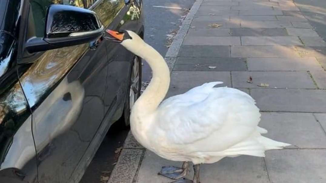 Gansos ! Tentendo Abrir o Carro