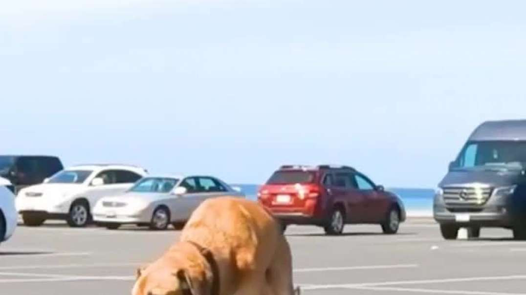 Cão vira fenômeno de popularidade por habilidades com o skate