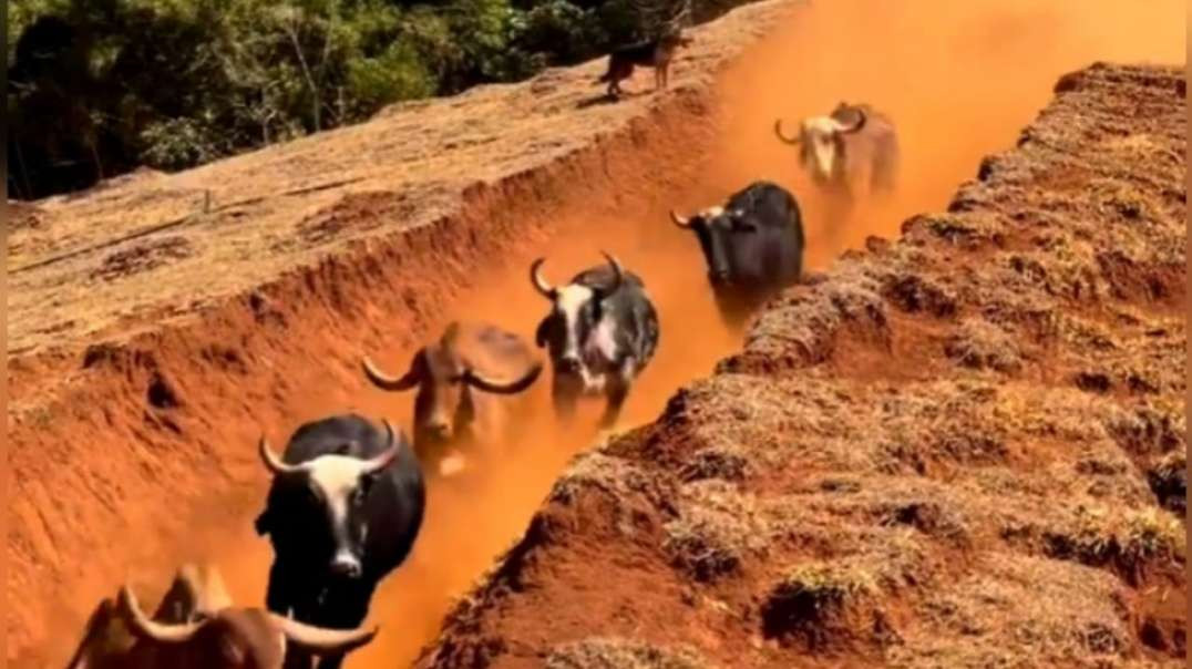 Cruzando com a boiada na estrada de terra indo para o Poço Azul