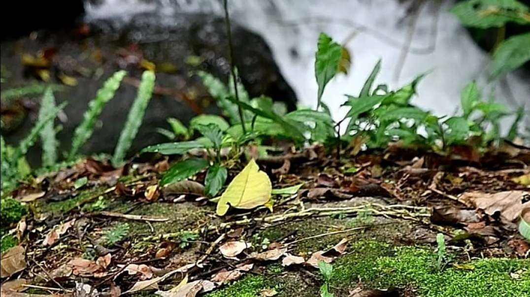 Poço Da Caninana - Parque Nacional Da Serra Dos Orgaos - Guapimirim -RJ