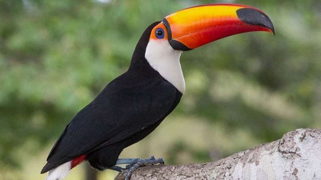 TUCANUÇU no ninho (RAMPHASTOS TOCO), TOCO TOUCAN, Maior espécie de Tucanos existente no Brasil.