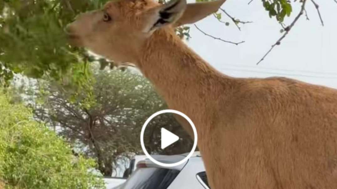 Coisas que acontecem no deserto da Judeia