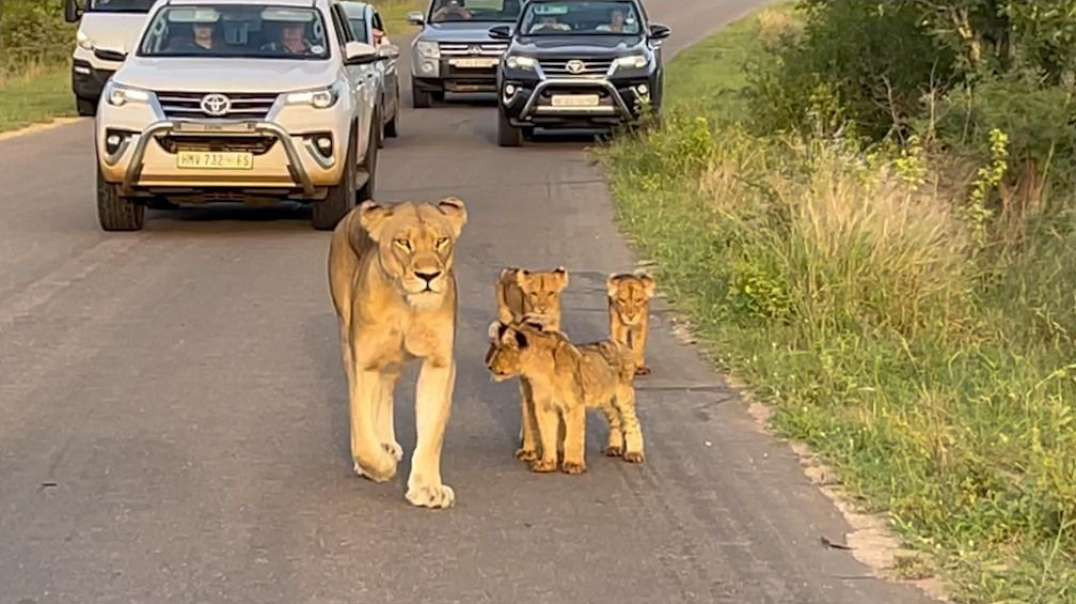 Leoa e os seus 4 filhotes peludos a causarem o engarrafamento na Africa