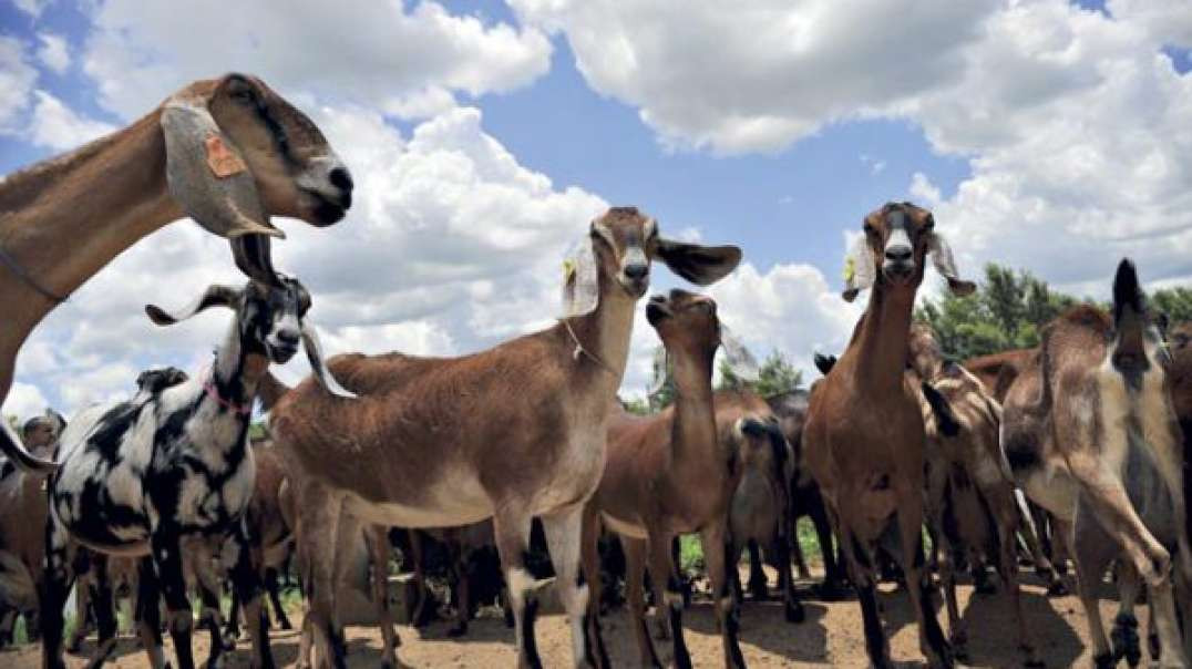 Cabritos e Bodes - Animais