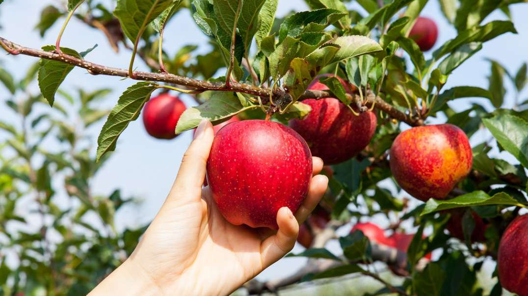 Maçã produzida em climas quentes no nordeste brasileiro