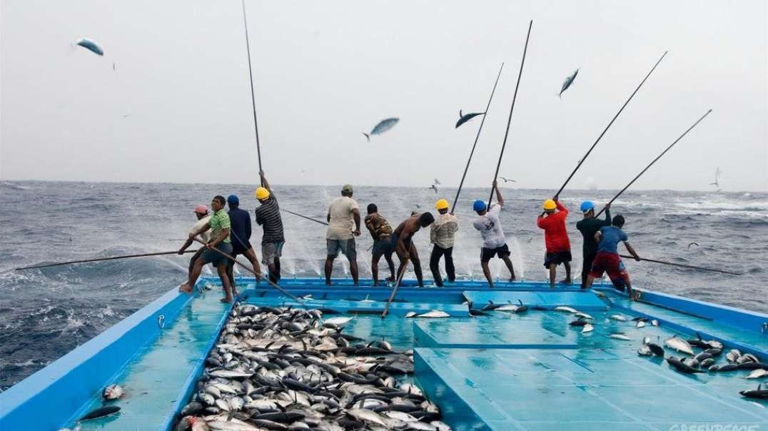 Práticas de pesca sustentáveis ​​são importantes para o nosso futuro