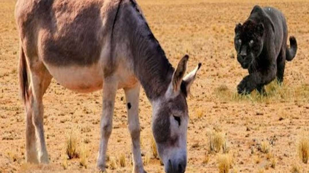 Os animais mexeram com o burro errado !.