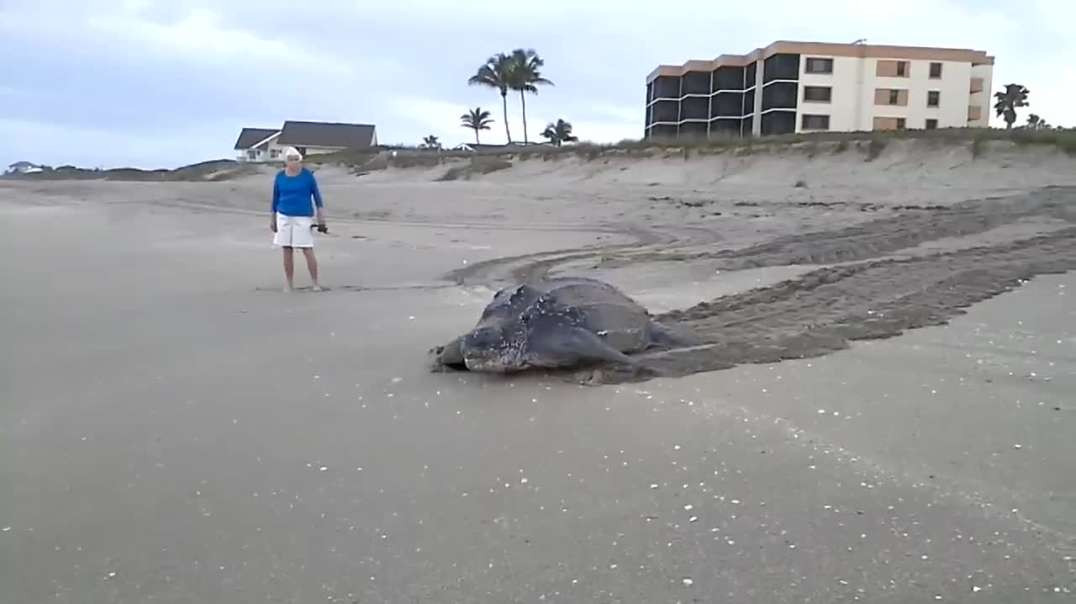 Tartaruga Gigante Volta Ao Mar