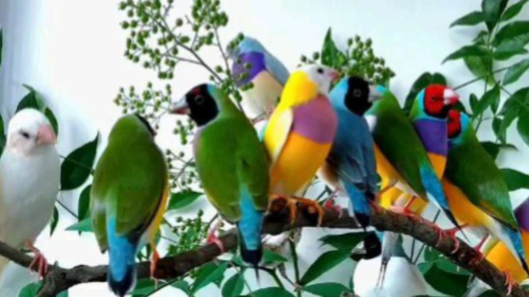 Pq das Aves muito Lindos