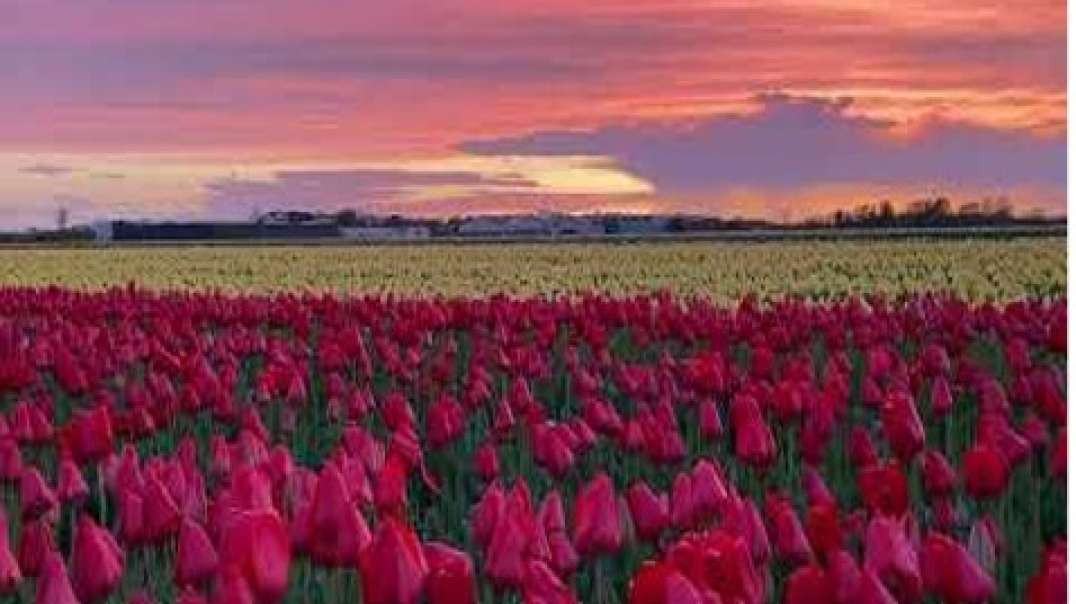 Keukenhof bezoeken em tulpenvelden e bollenvelden na Holanda