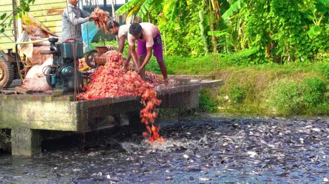 O que eles jogam na água pros Peixes é assustador!