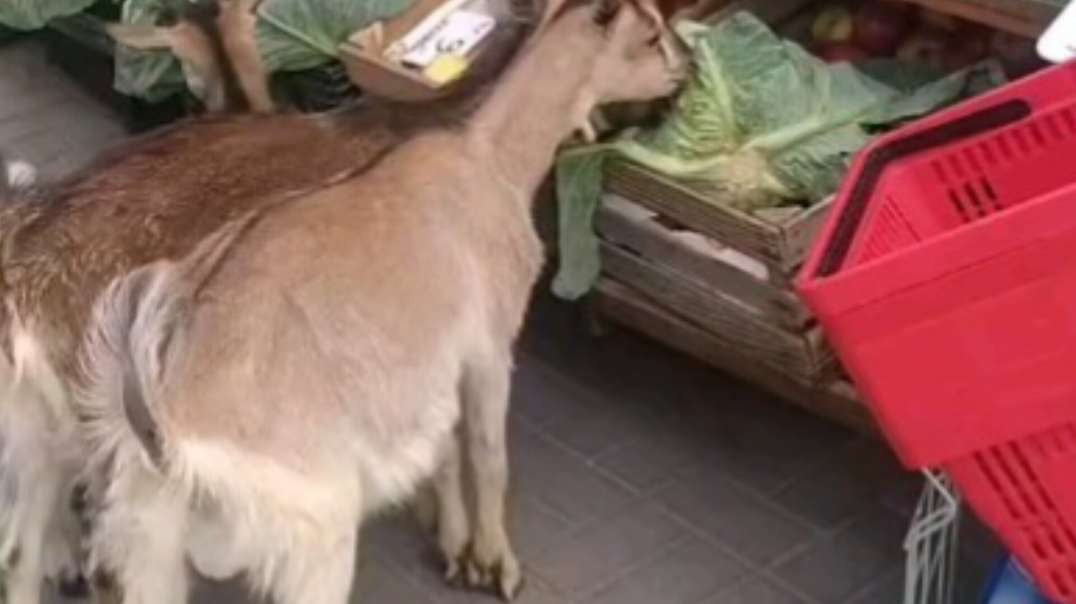 O Bode foi no mercado