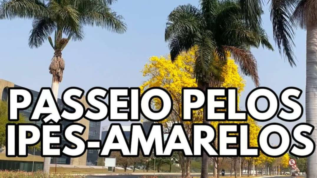 tour  incrível alameda de Ipês-amarelos