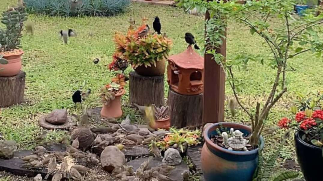 Pássaros  ! Comedouro  aonde trata dos pássaros