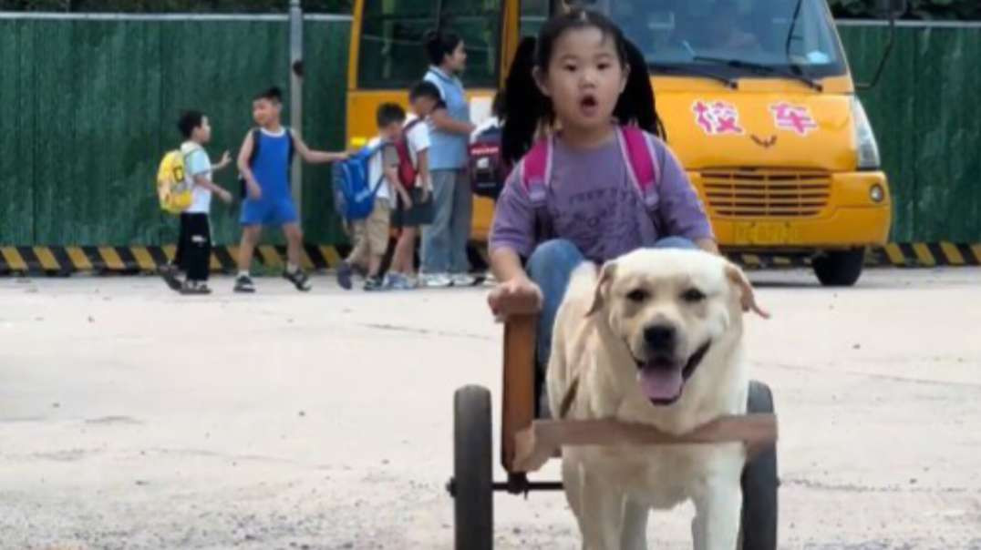 Olha Só  o cachorro  puxando a carroça com a garotinha