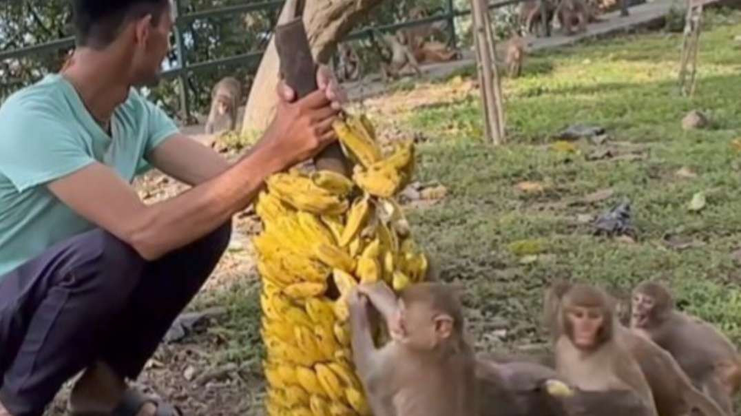 Macacos ! Hora do almoço Veja muito Legal