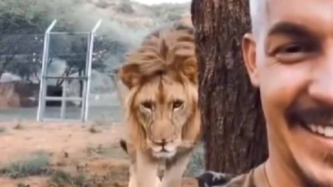 Homem larga carreira de sucesso pra salvar leões na África